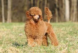 how much should i pay for toy poodle