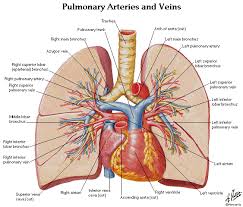 Lung Anatomy Diagram Thorax Lungs Heart Anatomy And