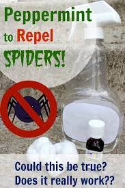 diy spider spray repelling spiders