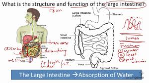8 5 6 large intestine and