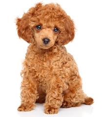 toy poodle nyc breeders