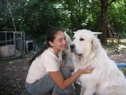 If you are looking to adopt or buy a pyrenean mountain dog take a look here! Great Pyrenees Puppies In Oregon