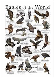 eagles of the world poster print
