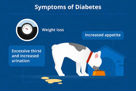 However, with careful management, this condition doesn't need to affect their. Dog Diabetes How To Care For A Diabetic Dog Canna Pet
