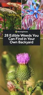 Migliaia di nuove immagini di alta qualità aggiunte ogni giorno. 28 Edible Weeds You Can Find In Your Own Backyard