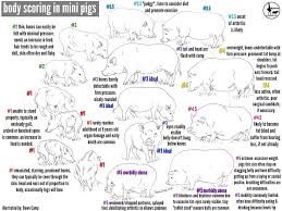 Mini Pig Body Scoring How To Tell If Your Pig Is At A
