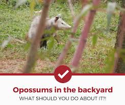 Learn more about them from the experts at orkin canada. How To Get Rid Of Opossums Possums In Your Backyard Tip Tricks Pest Strategies