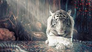 white tiger forest autumn sunlight