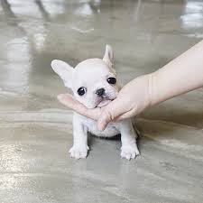 French bulldogs have erect bat ears and a charming, playful disposition. Finnigan Teacup Frenchie