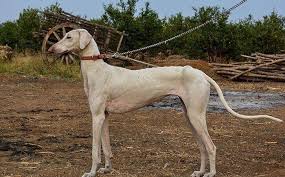 dog breeds in india indian dog breeds