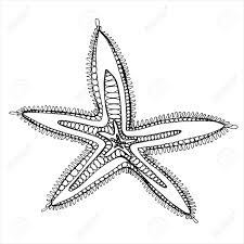 Looking for free adult coloring pages you can print? Sea Star Coloring Book For Children And Adults Beautiful Drawings Royalty Free Cliparts Vectors And Stock Illustration Image 144989998