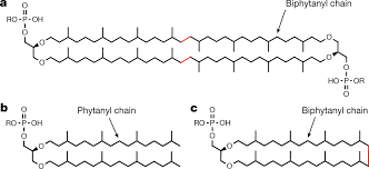 tetraether lipid synthase
