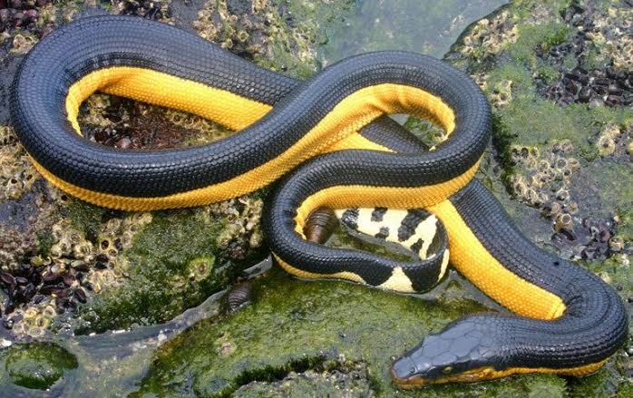 ثعبان البحر أصفر البطن / Hydrophis platurus - طبيعة <a class='entities-links' href='/entity/4021701674/السعودية/ar/1?utm_term=PublicFigures-السعودية&utm_source=Lebanon24-Frontend&utm_campaign=PublicFigures&utm_medium=PublicFigures-السعودية&id=474194&catid=0&pagetype=PublicFigures' loading=