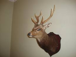 irish deer stag head taxidermy mount