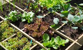 Growing A Veggie Garden For Beginners