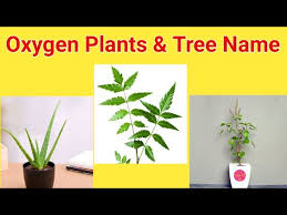 Oxygen Plants And Trees Name In English