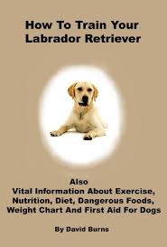 How To Train Your Labrador Retriever Also Vital Information