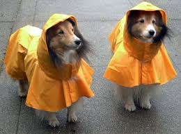 3 Rainy Day Activities to Keep Fido Happy - Seattle Humane