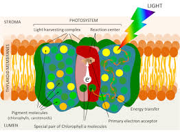 shedding light on photosynthesis