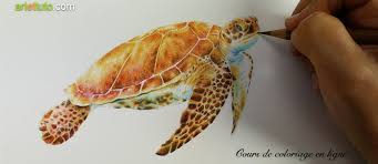 Coloriage tortue de terre en ligne gratuit à imprimer le dessin nous montre une tortue terrestre cherchant son repas. Comment Colorier Une Tortue De Mer