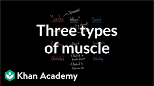 Correct body movements not only help people avoid bodily injury, but also increase their exercise efficiency. Three Types Of Muscle Video Khan Academy
