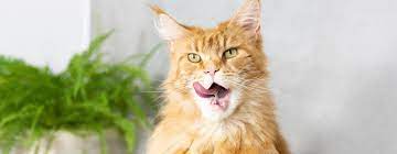 bad breath in cats causes treatment