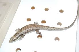 lanyu skinks