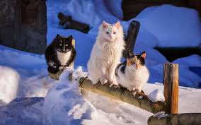 Das arbeitsblatt zum thema winterbilder tiere zeigt zehn. Schone Katzenbilder Schonen Winter Hintergrund Mit Katzen Im Schnee Hd Winter Katze Im Schnee Katzen Tapeten Ausgestopftes Tier