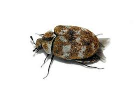 get rid of carpet beetles advice ireland