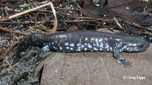 The Salamanders Of Indiana