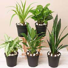 5 Best Indoor Plants In India Greenium