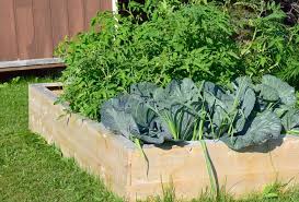 9 Disadvantages Of Raised Garden Beds