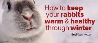 your rabbit warm healthy in winter