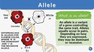 allele definition and exles