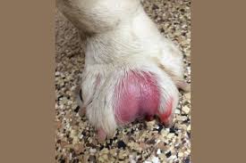 interdigital cyst in dogs a painful