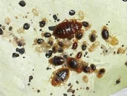 dealing with bed bugs when you travel
