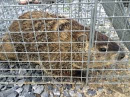 Why you should know how to catch a groundhog in your backyard. Groundhog Removal Groundhog Control And Trapping