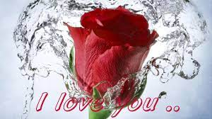 red rose flower water
