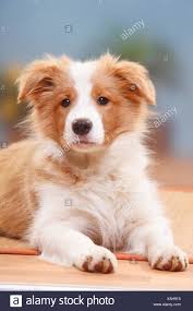 This breed is consistently top dog in the canine intelligence stakes. Red White Border Collie Puppies Off 77 Www Usushimd Com