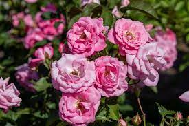 how to grow and care for rose bushes