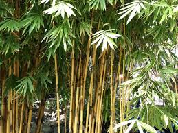 Supplemental water needed until established. What Are The Best Growing Conditions For Bamboo