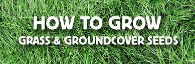 how to grow gr groundcover seed