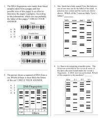Dna fingerprinting is proving to be of great importance in the establishment of the paternity of an individual. Http Noepley Weebly Com Uploads 4 0 2 7 40273079 Biotechnology Webquest Answer Key Pdf