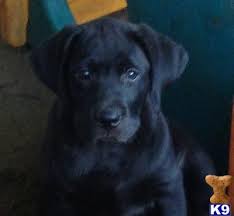 Labrador retriever puppies for sale in howard city, michigan united states. Labrador Retriever Puppy For Sale Black Lab Pups Ch Bloodlines 8 Years Old