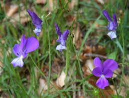 File:Viola aethnensis messanensis 2.jpg - Wikimedia Commons