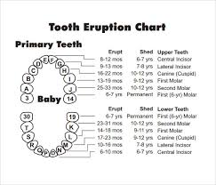 Baby Teething Chart Sada Margarethaydon Com