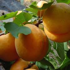 apricot plants ile ilgili görsel sonucu