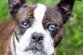 cloudy eyes in dogs 7 reasons dr