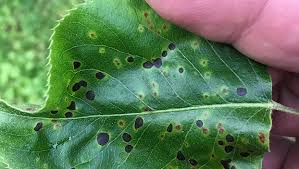 new leaf spot disease in pears