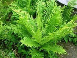 garden fern varieties and cultivation